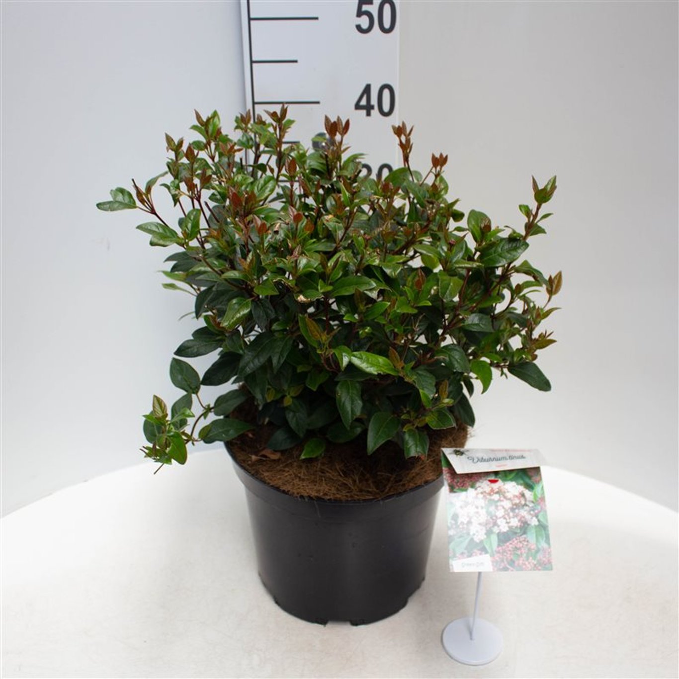 Viburnum tin. 'Spirit' - C3 25-30 CM